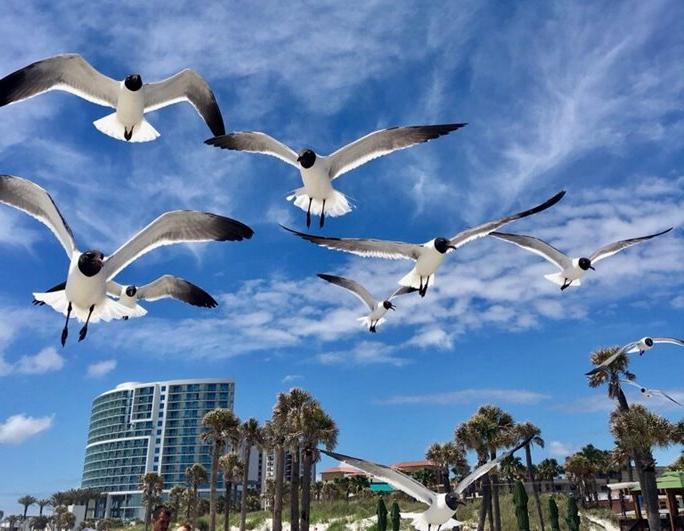 "Fly Away": Seagulls flying gliding on a clear day with palm trees in background and a few puffy white clouds in the sky.